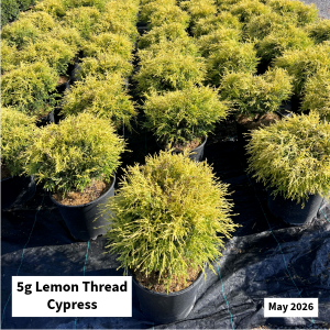 May 2026 5g Lemon Thread Cypress Website